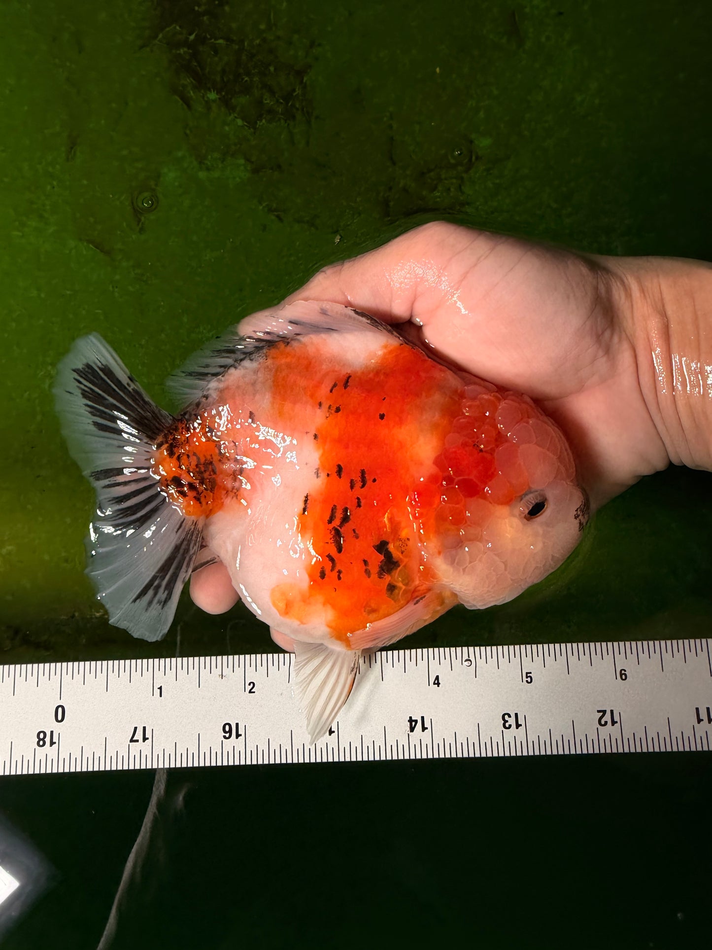 A Grade Sakura Yuanbao Female 5.5 inches #041026YB_24