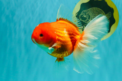 A Grade Red White Oranda Female 5.5-6 inches #101626OR_14