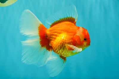 A Grade Red White Oranda Male 6 inches #071726OR_25