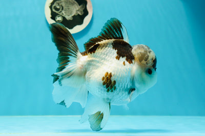 Hermoso panda oranda macho de 5 pulgadas, grado A, n.° 0315OR_05