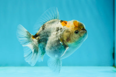 Mâle Kirin Yuanbao Calico de qualité AAA 3,5 à 4 pouces #1117YB_12