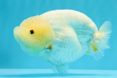 A Grade White Sakura Chinese Ranchu Female 5.5-6 inches #022026RC_21
