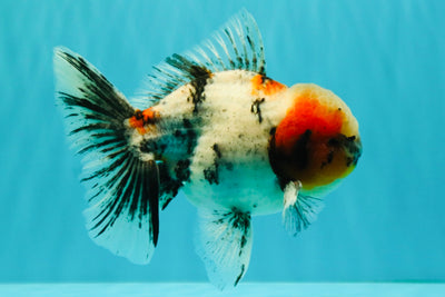 AAA Grade Marble Oranda Male 6-6.5 inches #071026OR_37