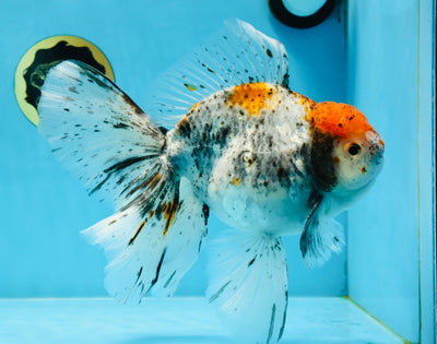 A Grade Jumbo Red Head Kirin Oranda Male 8 inches #022125OR_02