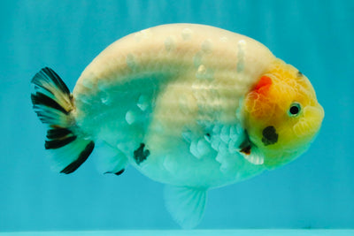 AAA Grade Diamond Scale White Sakura Ranchu Male 5.5-6 inches #100226RC_26