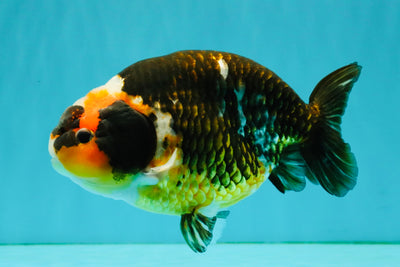 UNIQUE Tricolor Chinese Ranchu Male 6.5 inches #050826RC_12