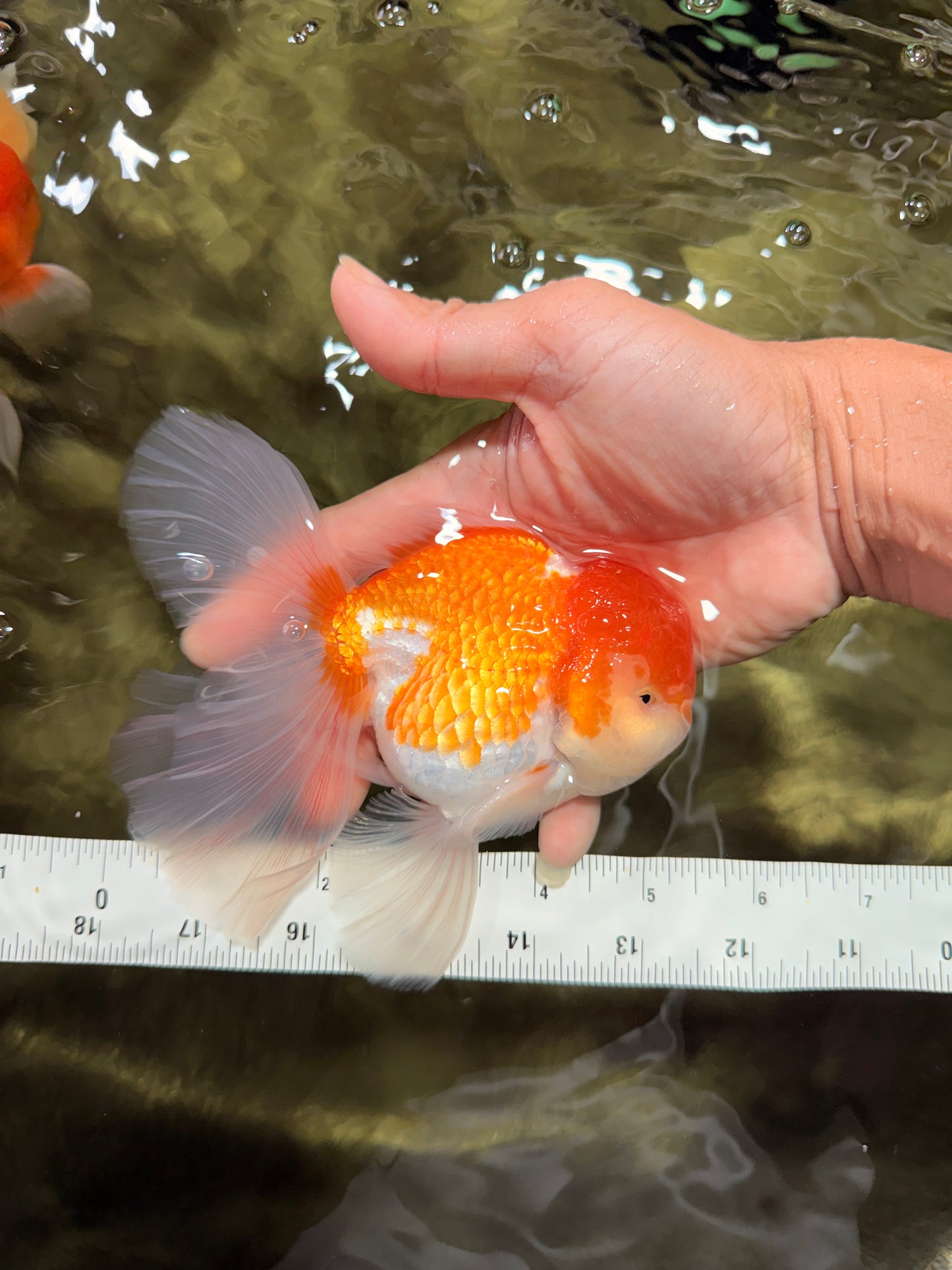 A Grade Red White Oranda Male 5.5 inches #081426OR_08