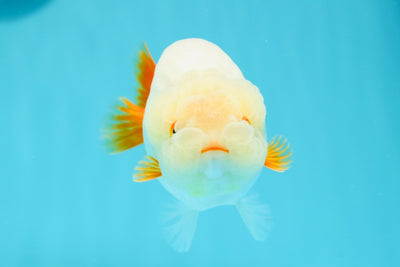 New ✨ Cute Red White Lionchu Female 4.5 inches #0419LC_14