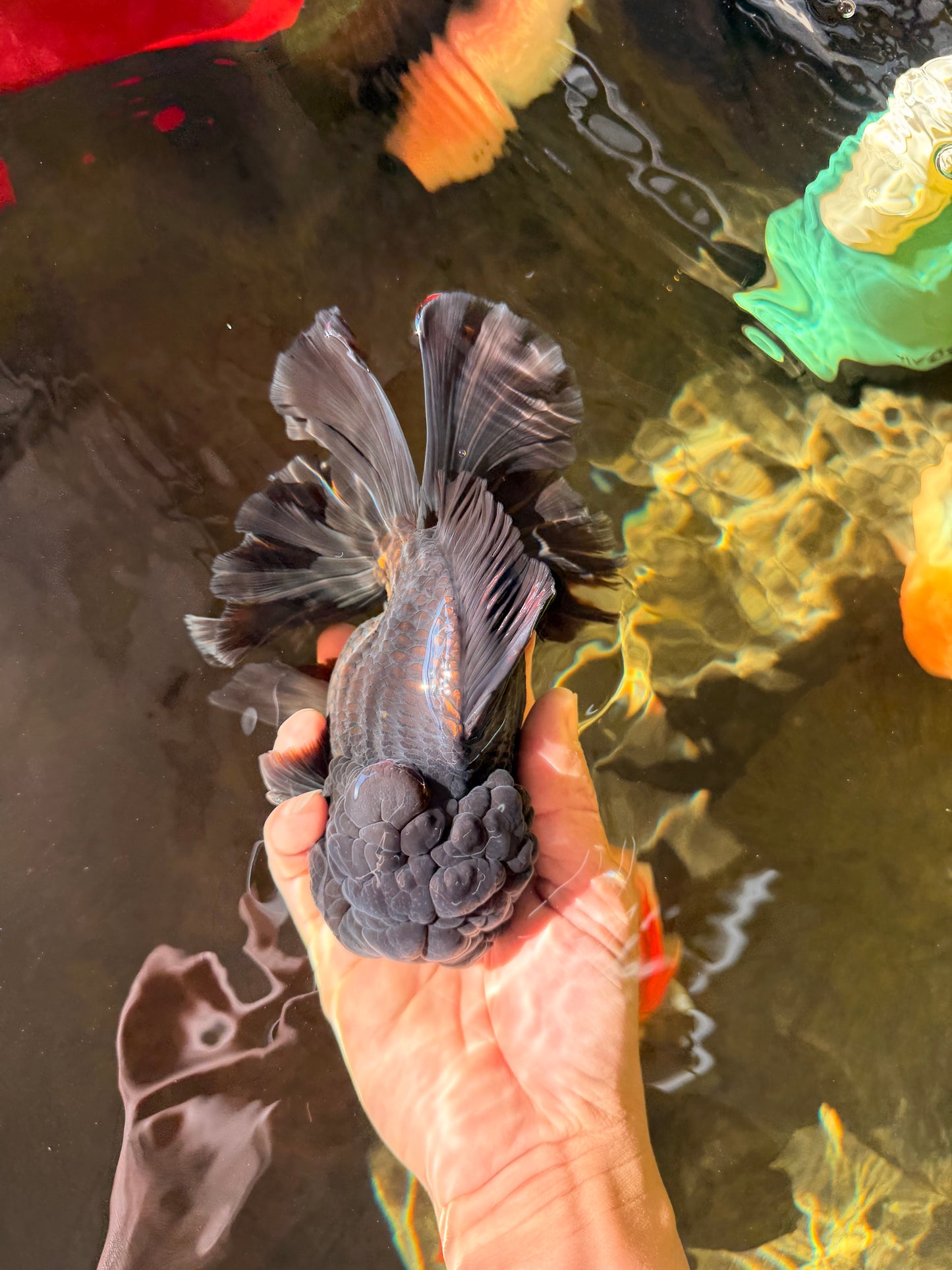 BULLDOG A Grade Godzilla Black Oranda 6.5 inches #022726OR_13