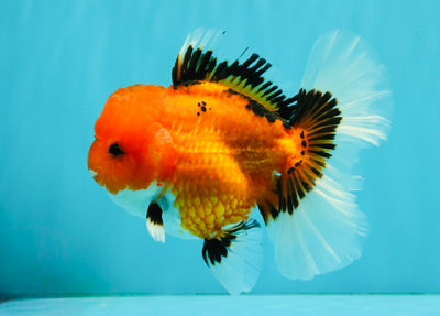 CHARLIE A Grade Apache Oranda Female 5 inches #041726OR_06