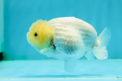 🐣 New Baby Lemonhead Snow White Lionchu Male 3.5 inches #0223LC_05