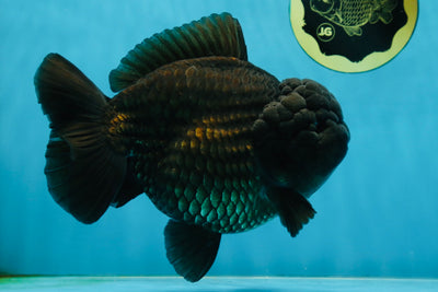 SHOW GRADE Black Godzilla Yuanbao Male 6.5-7 inches #030725YB_999