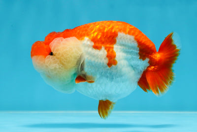 THE BEST AAA Grade Red White LionQueen 4.5 inches #042525LC_15