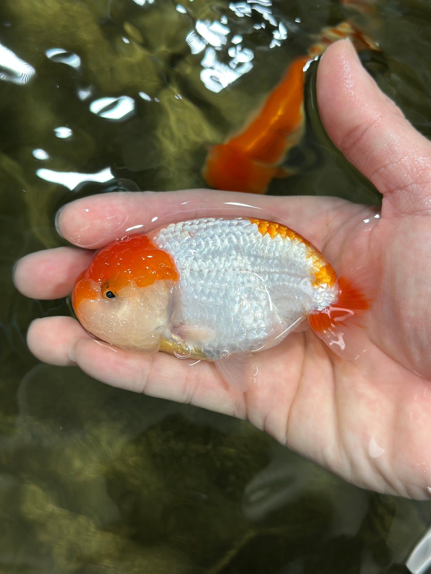 Chubby Cheek Red White Lionchu Male 3.5 inches #011025LC_01