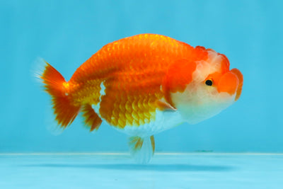 A Grade Red White LionQueen 4-4.5 inches #102425LC_17