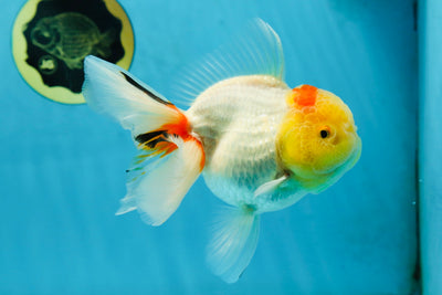 Red White Oranda Female 5.5-6 inches #052325OR_05