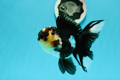 Femelle Batman Tricolor Oranda de catégorie AAA 4,5 pouces #0510OR_14