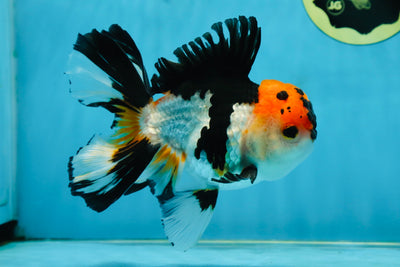 A Grade Tricolor Oranda Male 5.5 inches #062725OR_15