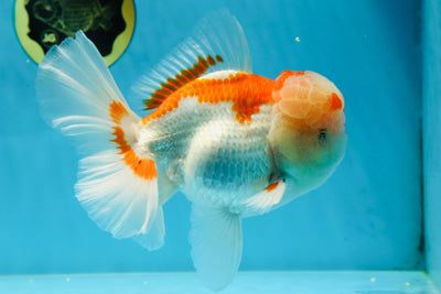 AAA JUMBO Grade Red White Oranda Male 6.5 inches #051625OR_33