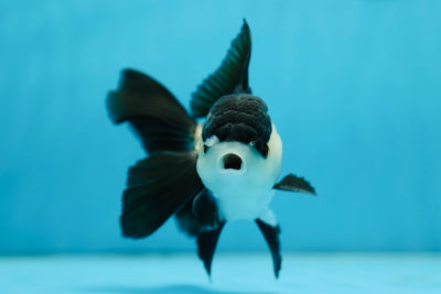 AAA Grade Panda Oranda Male 5 inches #0818OR_21