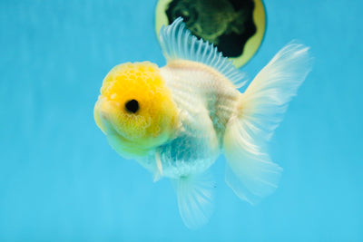 White Button Eyes Oranda Female 5 inches #080825OR_10