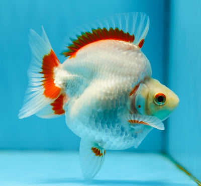 AAA Grade Ryukin Male 4 inches #0922RK_03