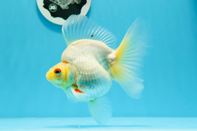 Ryukin de cola ancha rojo y blanco de grado de exhibición, hembra, 5 pulgadas, n.° 0614RK_18