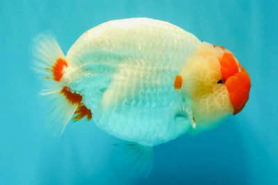 CHUBBY AAA Grade Super Hybrid Buffalo Red White Ranchu Male 5.5 inches #100226RC_22