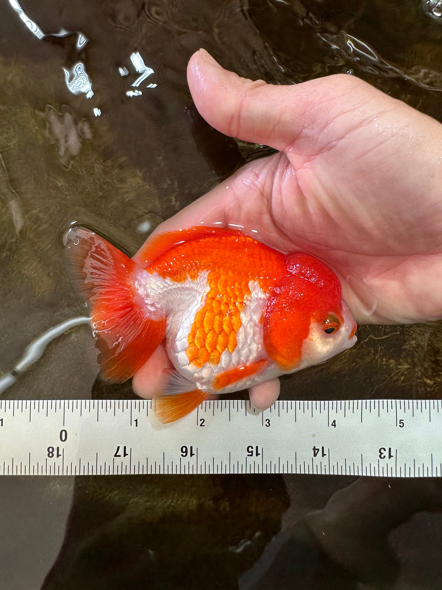 Red White Yuanbao Female 4-4.5 inches #062725YB_12