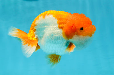 A Grade Mirinda Red White LionKing 4.5-5 inches #0119LC_06