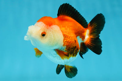 A Grade Pompom Tricolor Yuanbao Female 4 inches #050925YB_30