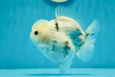 AAA Grade 🐮 Milk Cow Yuanbao Female 4.5 inches #0105YB_07