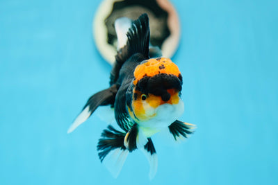 AAA Grade Tricolor Oranda Male 5 inches #0818OR_17