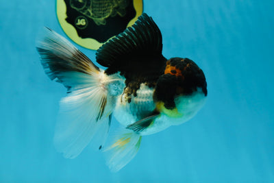 CHONKY A Grade Tricolor Oranda Male 5-5.5 inches #032825OR_05