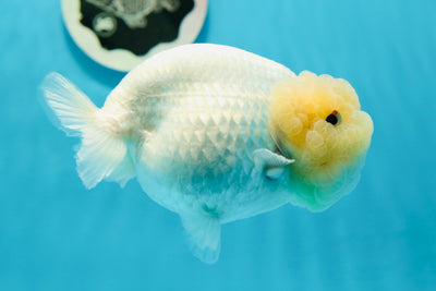 A Grade Chubby Cheek Lemonhead LionQueen 4.5 inches #0119LC_05