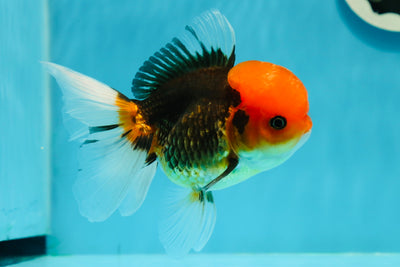 A Grade Red Head Tricolor Oranda Female 5 inches #0126OR_03