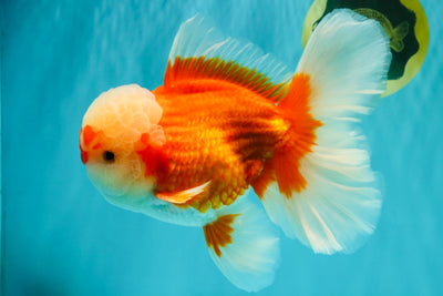 FLUFFY AAA Grade Red White Oranda Male 7.5 inches #080726OR_03