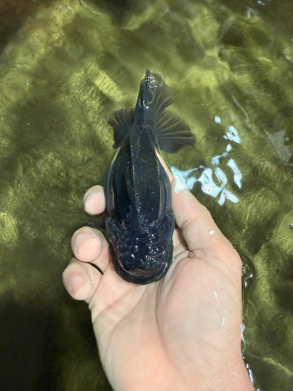 A Grade Black Yuanbao Female 4.5-5 inches #101626YB_36