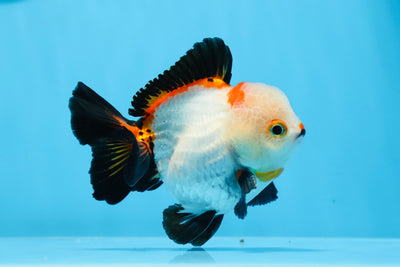 Yuanbao macho con bigote tricolor de grado A de 4 pulgadas #0628YB_02