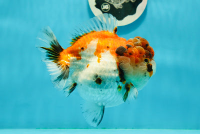 AAA Grade Tiger Tricolor Egg-shaped Yuanbao Female 5 -5.5 inches #0223YB_13