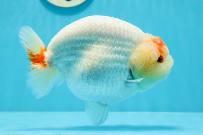 Show Grade Tancho Rainbow Back LionQueen 6 inches #1103LC_04