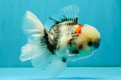 A Grade Marble Oranda Male 5.5 inches #050126OR_13