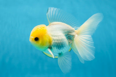 AAA Grade Chunky Lemonhead Oranda Male 4.5-5 inches #021425OR_19