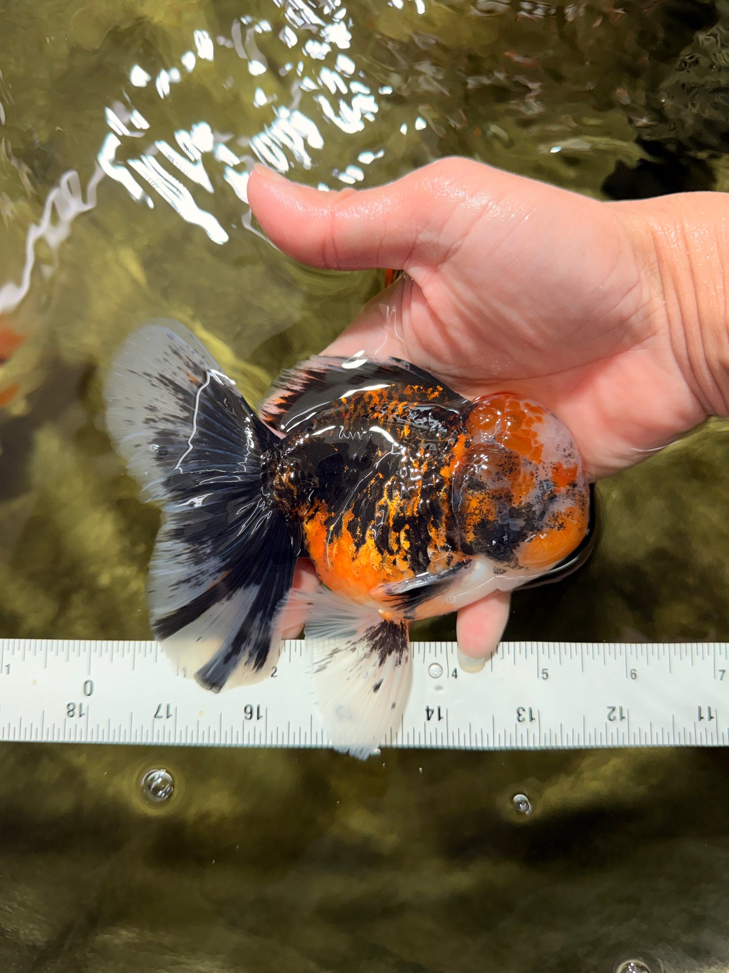 CHUBBY AAA Grade Tiger Oranda Male 5.5 inches #050126OR_08