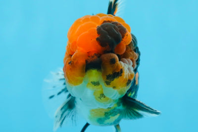 Yuanbao tigre Harry macho de 4 pulgadas de grado AAA n.° 0726YB_23