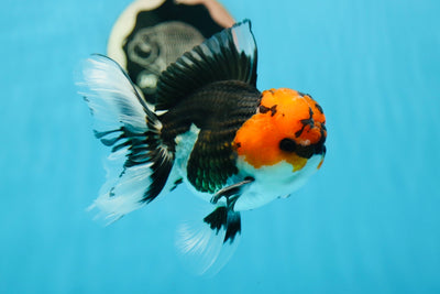 AAA Grade Tricolor Oranda Male 5-5.5 inches #0825OR_12