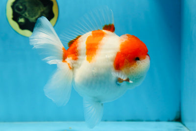 A Grade BIG WEN Kohaku Sakura Oranda Female 6-6.5 inches #091225OR_15