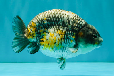 A Grade Strong Body Structure Tiger Ranchu Male 5-5.5 inches #081426RC_22
