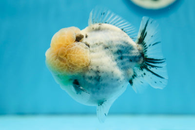 Yuanbao mâle en marbre super épais de qualité AAA de 4 à 4,5 pouces #0922YB_08