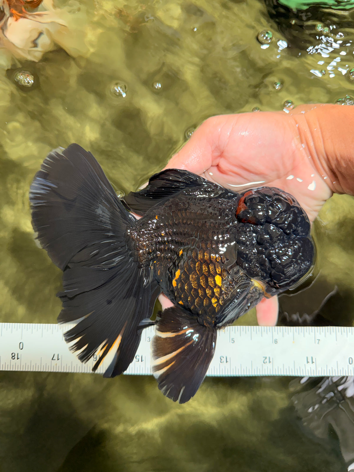 GODZILLA AAA Grade Black Lava Oranda Male 6.5-7 inches #092526OR_02